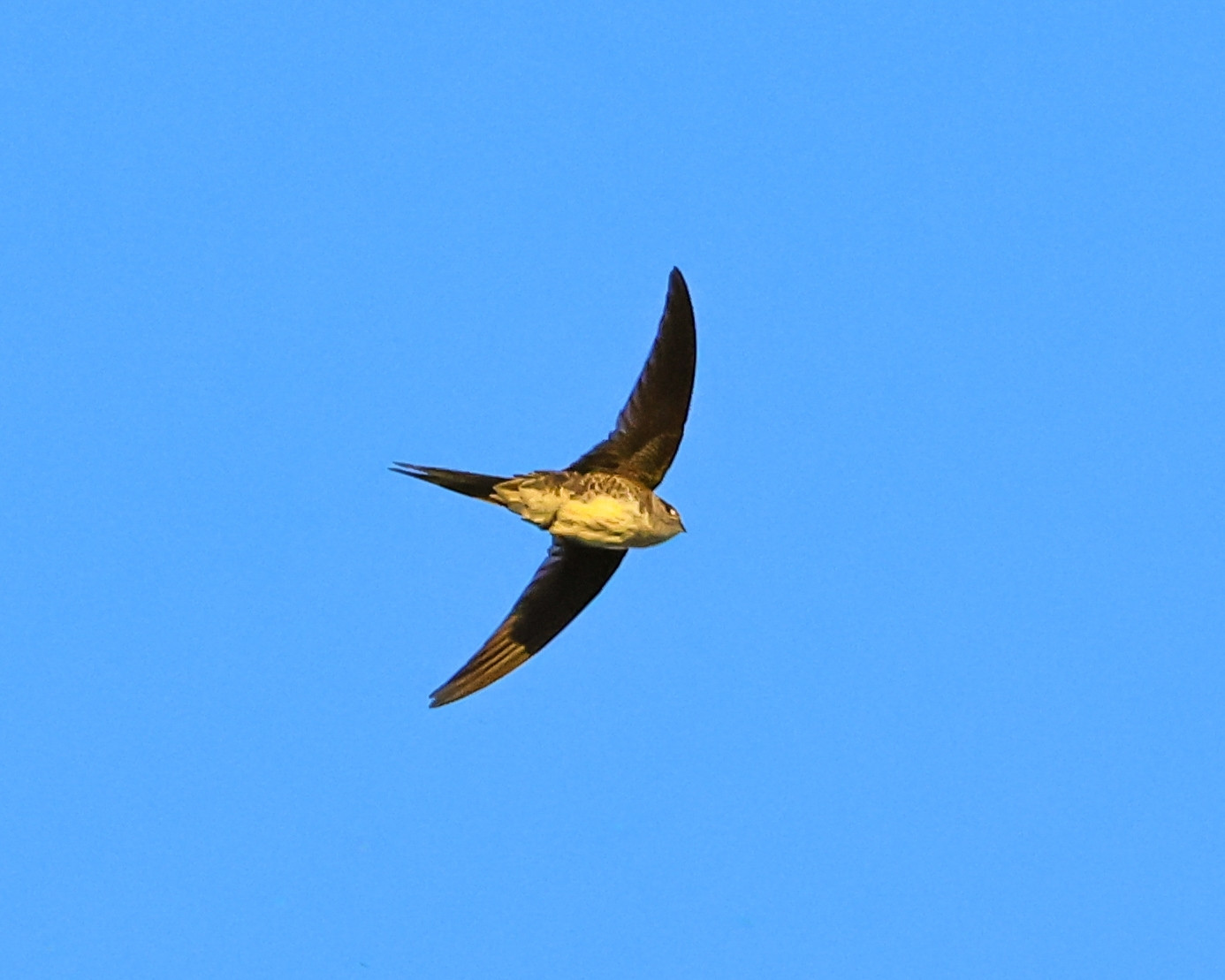 image Fork-tailed Palm-Swift
